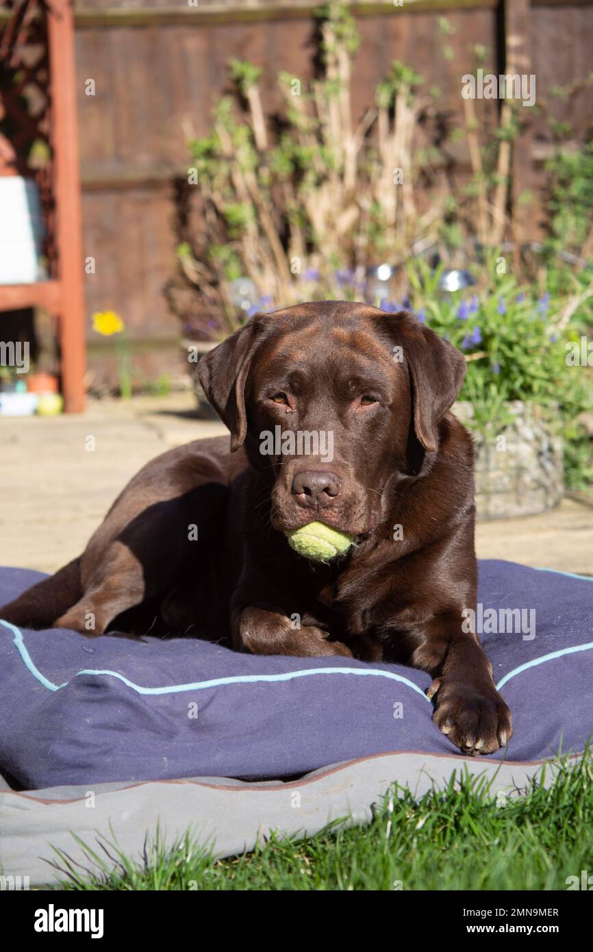A Brown Labrador Retriever Dog sat in the garden on a bed with a tennis ball in mouth. Stock Photo