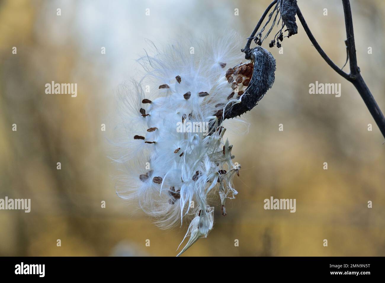 Seeds emerging from a follicle, Asclepias syriaca Stock Photo