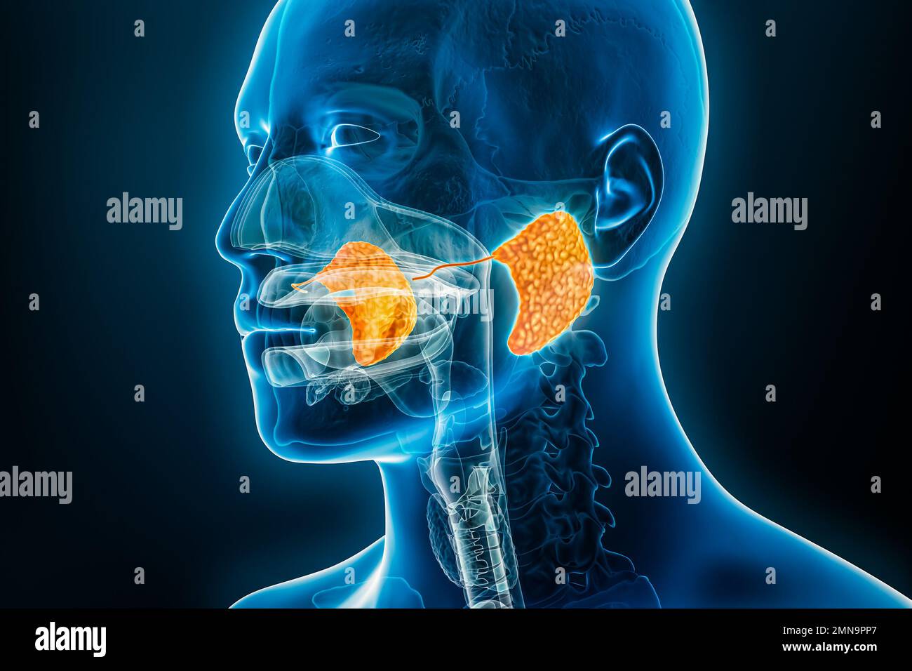 Parotid gland and duct xray 3D rendering illustration with male body contours. Human anatomy, digestive system, medical, biology, science, healthcare Stock Photo