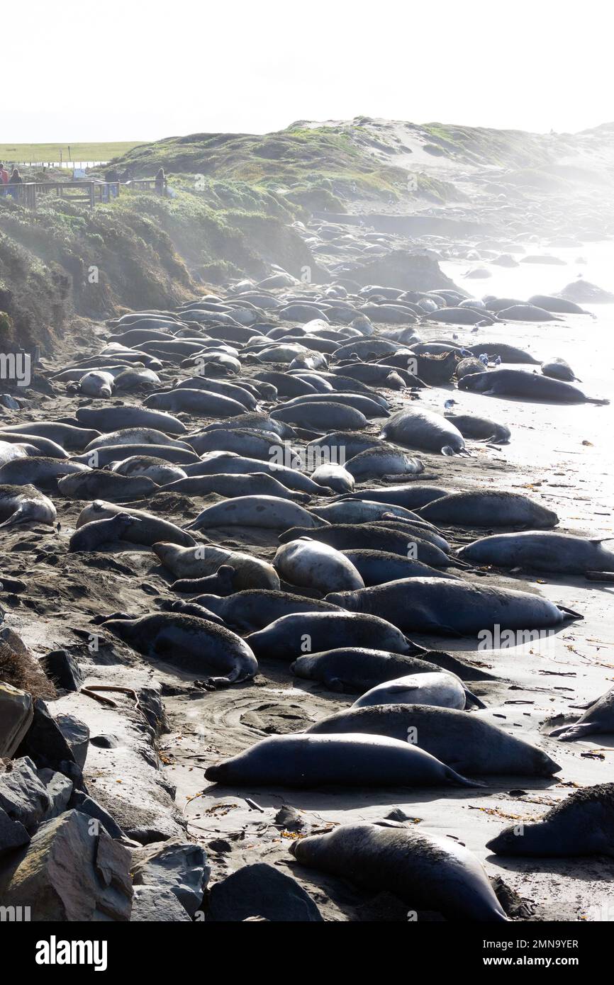 Elephant Seals on Piedras Blancas Beach Stock Photo