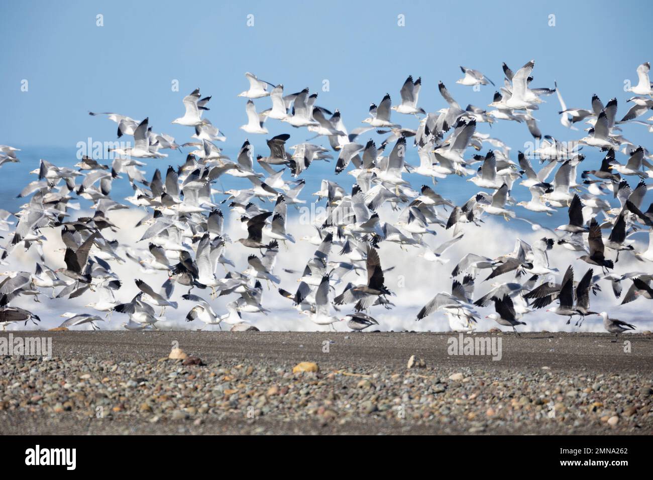 Large flock of western gulls taking flight Stock Photo