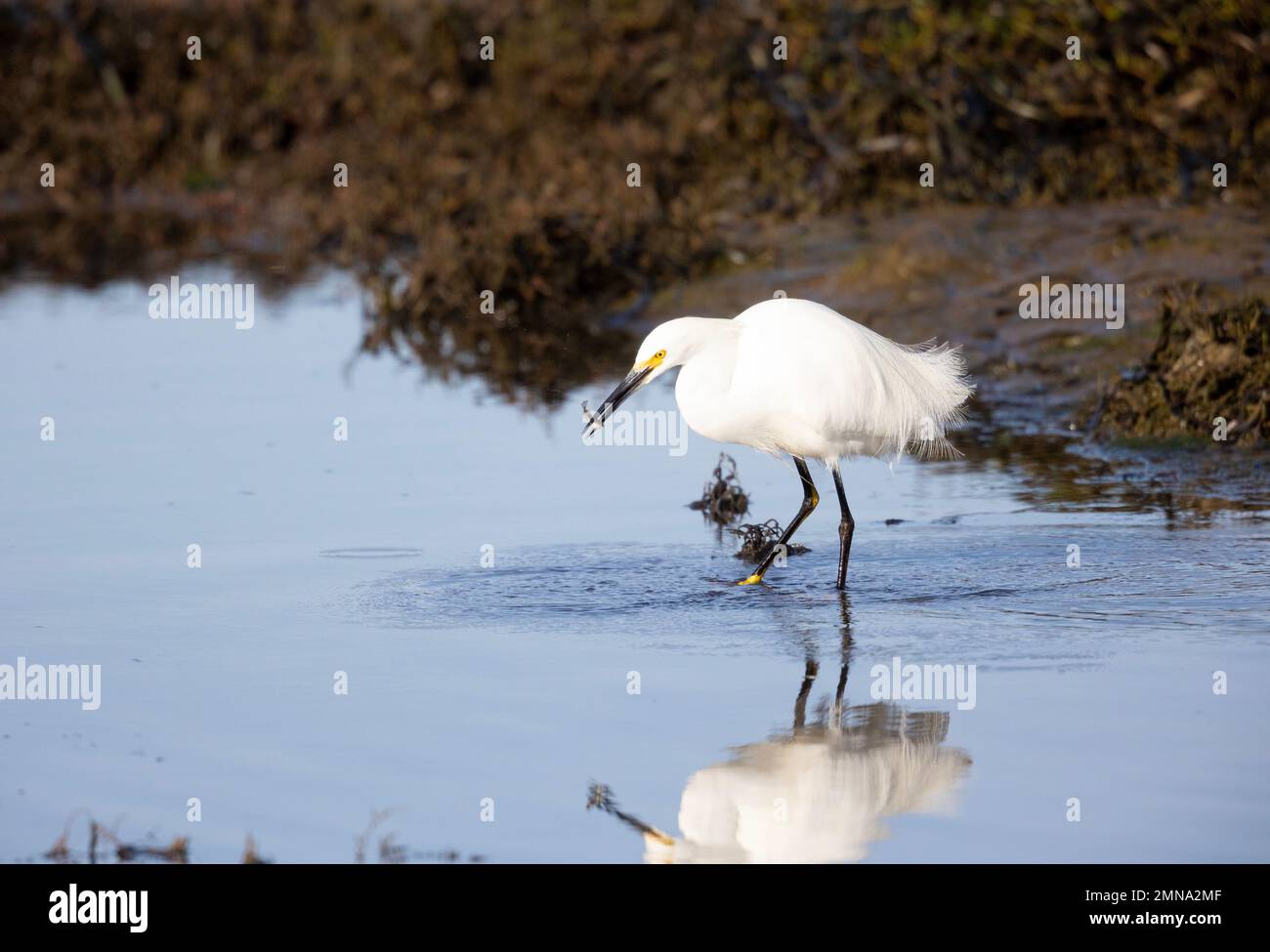 Snowy Egret Eating Small Fish Stock Photo