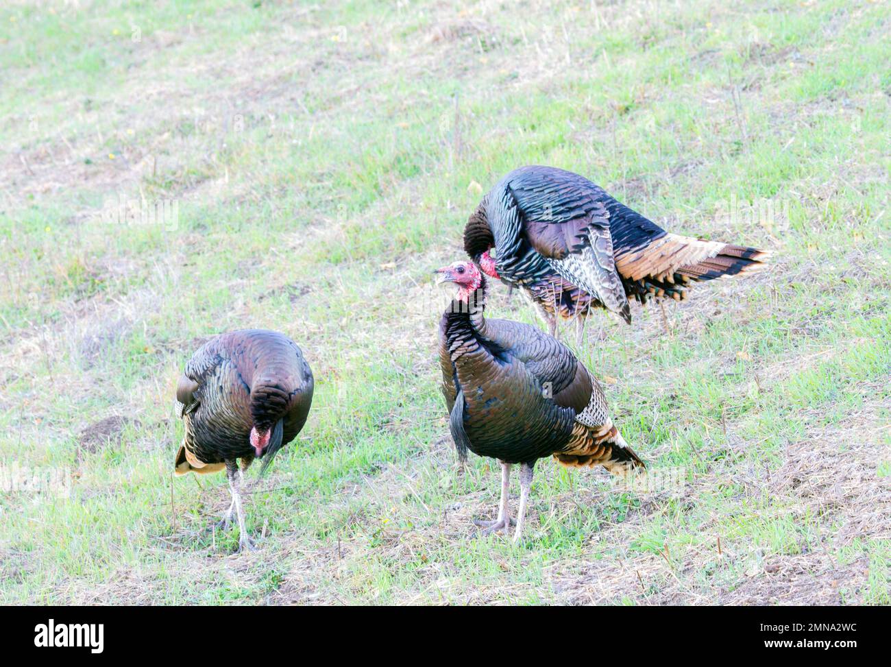Three Wild Turkeys Stock Photo
