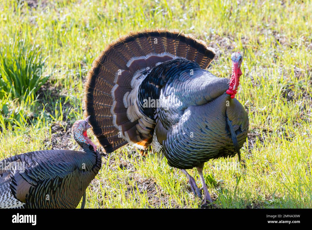Tom and Hen Turkeys Stock Photo