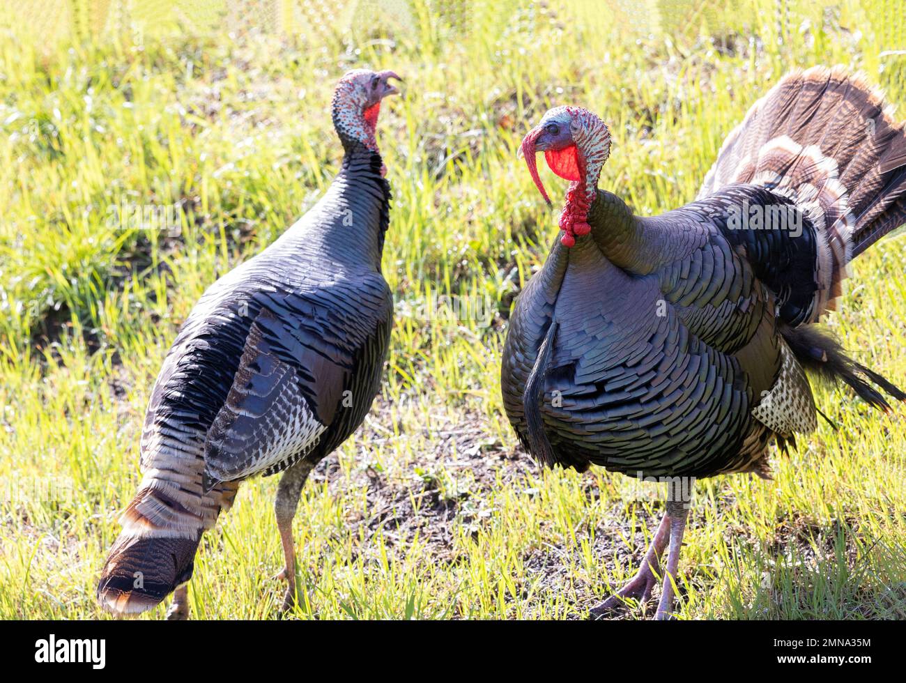 Tom and hen turkeys stock photo alamy