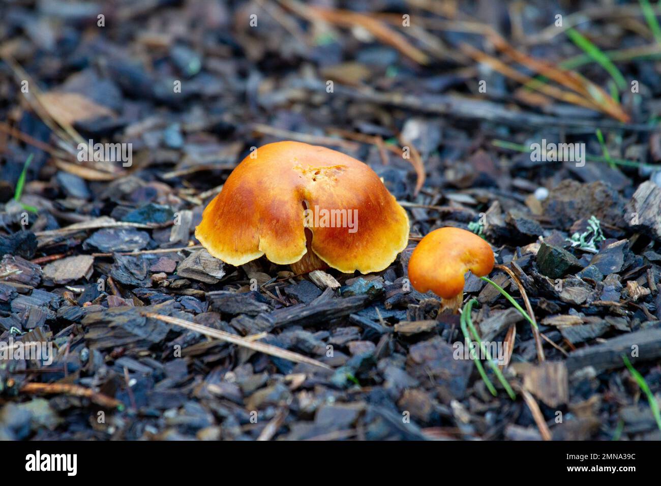 Orange Mushrooms Stock Photo
