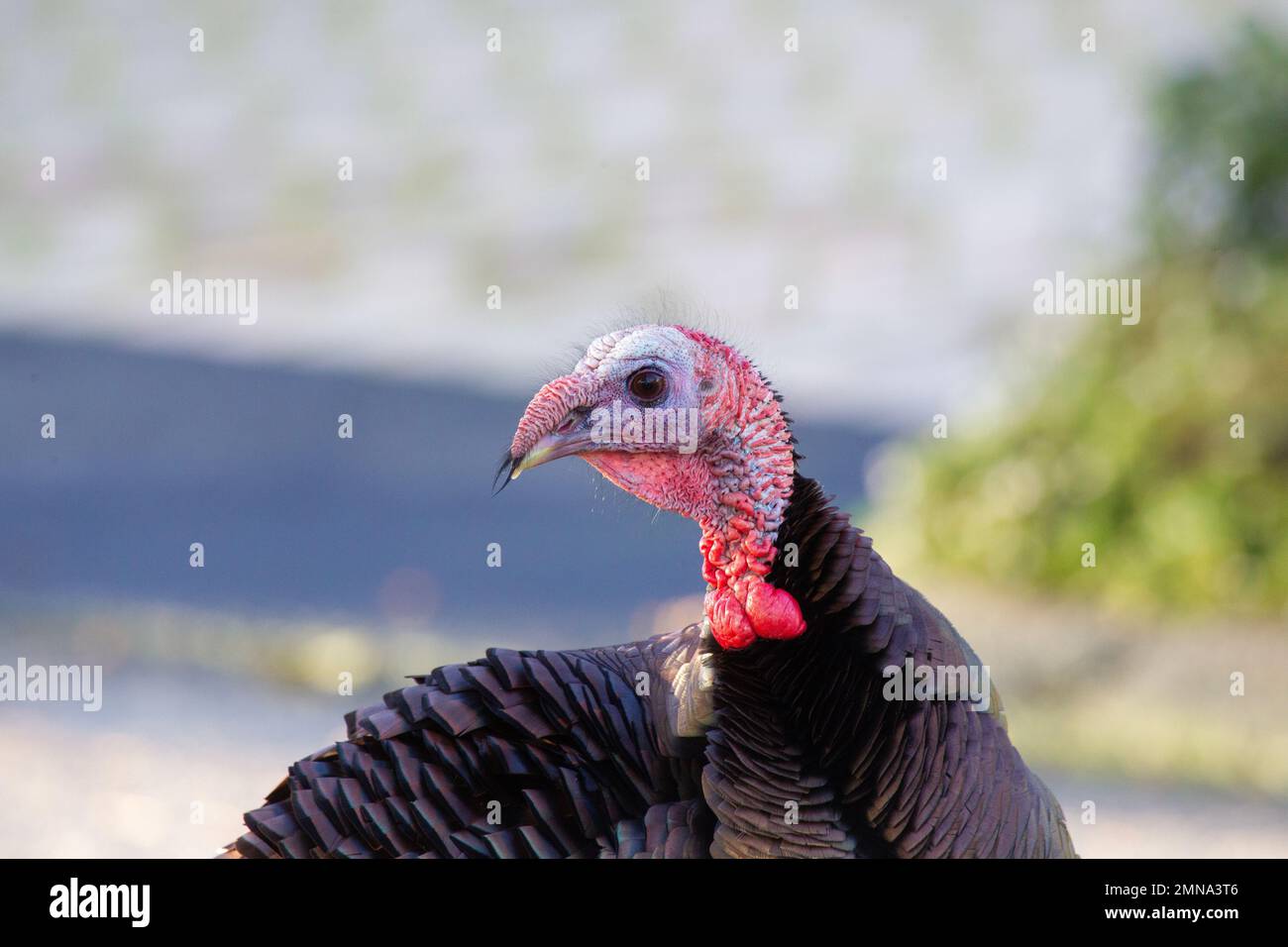 Wild Turkey Portrait Stock Photo
