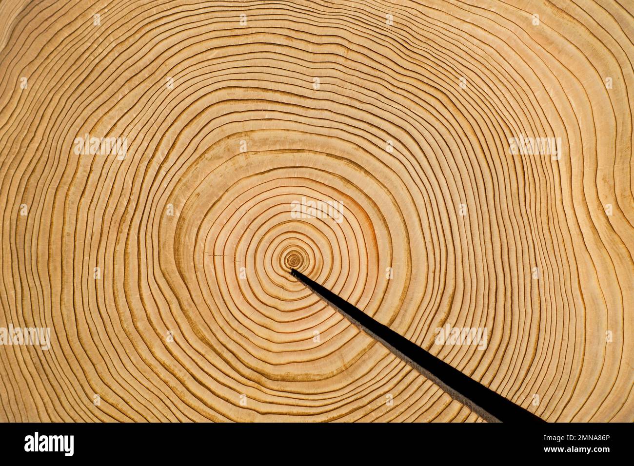 Cross section showing annual rings of western red cedar / western redcedar / pacific red cedar / giant cedar / shinglewood (Thuja plicata) evergreen c Stock Photo