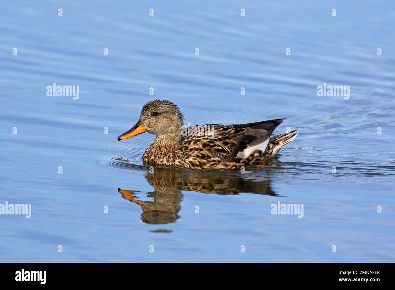 Gadwall (Mareca strepera / Anas strepera) female dabbling duck swimming in lake Stock Photo