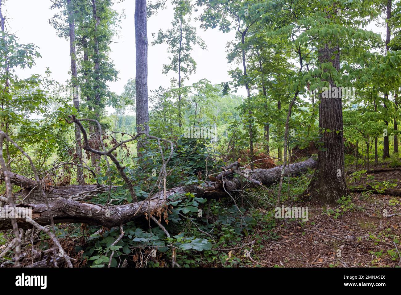 As result of strong hurricane broken fallen tree with roots was uprooted in forest Stock Photo