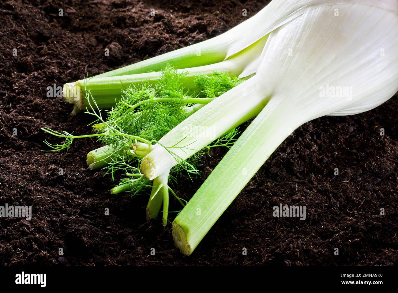 Cultivation of fennel on earth Stock Photo Alamy