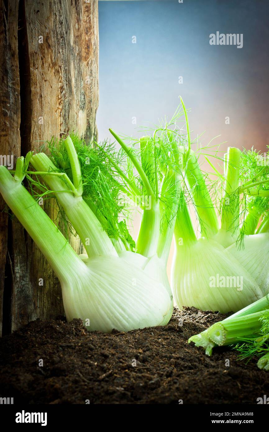 Cultivation of fennel on earth Stock Photo Alamy