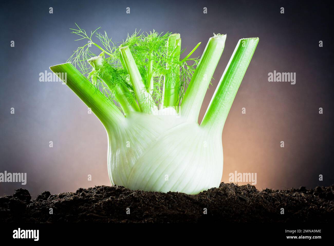 Cultivation of fennel on earth Stock Photo Alamy