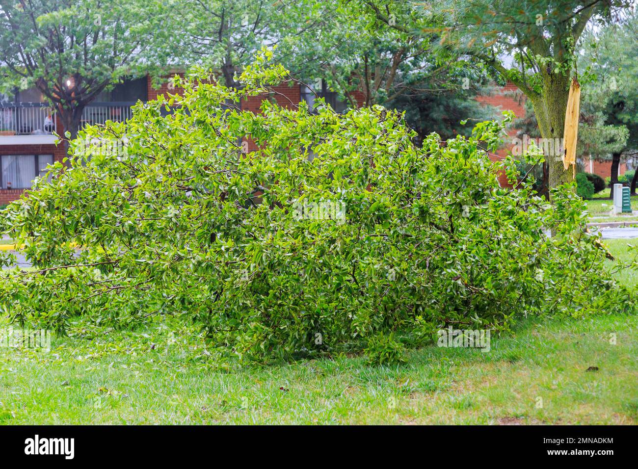 Tree was uprooted by roots of tree during very strong hurricane, which caused tree to be broken. Stock Photo