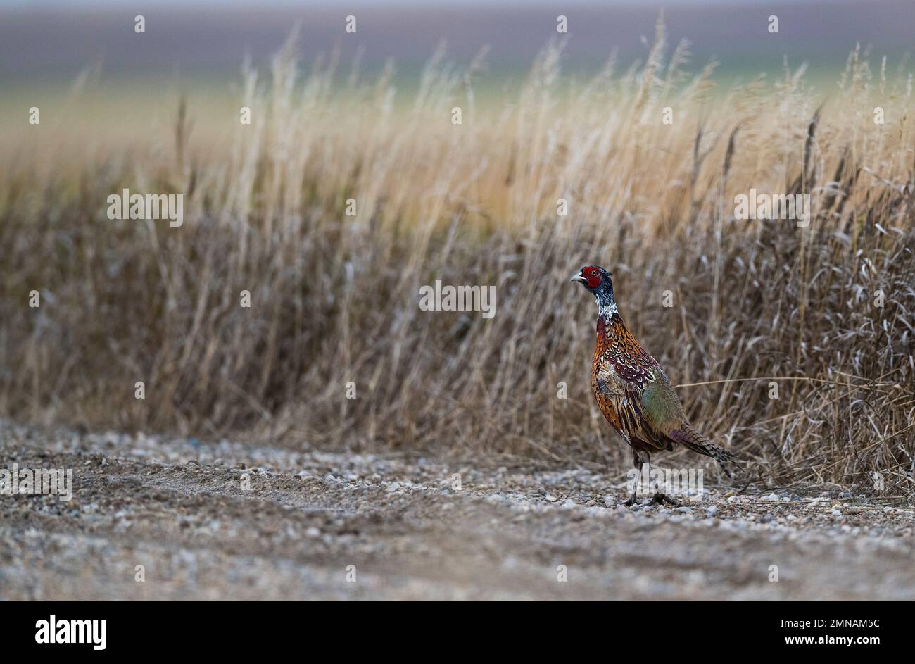 Ringneck Pheasants in North South Dakota Stock Photo Alamy
