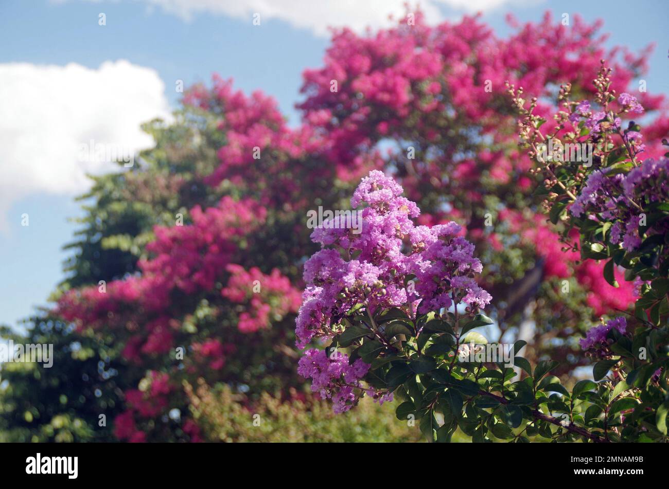 Detailed front view wild hi res stock photography and images Alamy