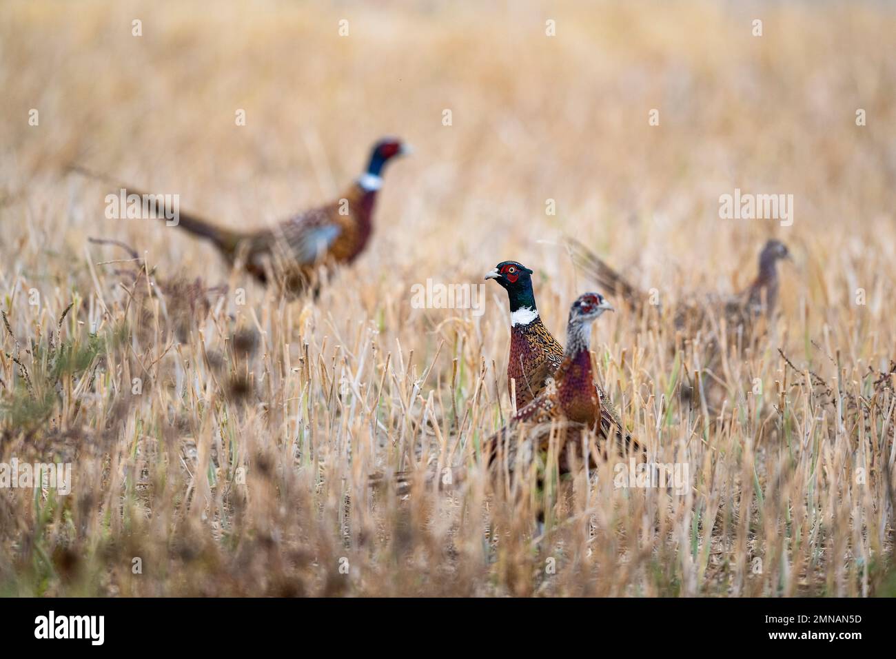 Ringneck Pheasants in North South Dakota