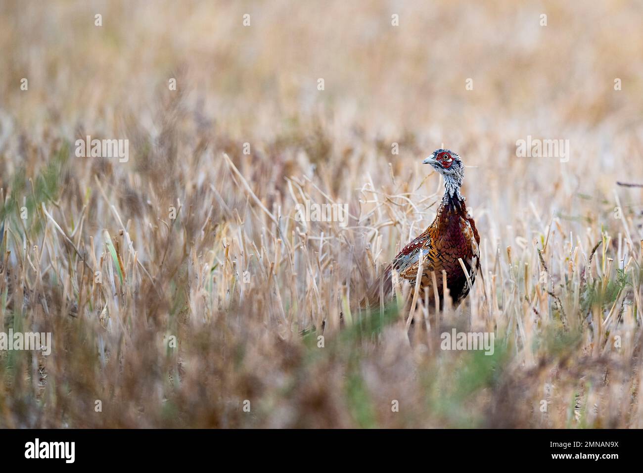 Ringneck Pheasants in North South Dakota