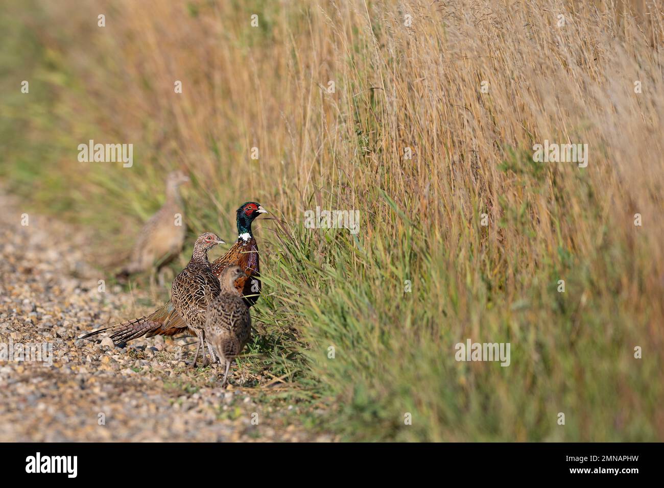 Ringneck Pheasants in North South Dakota