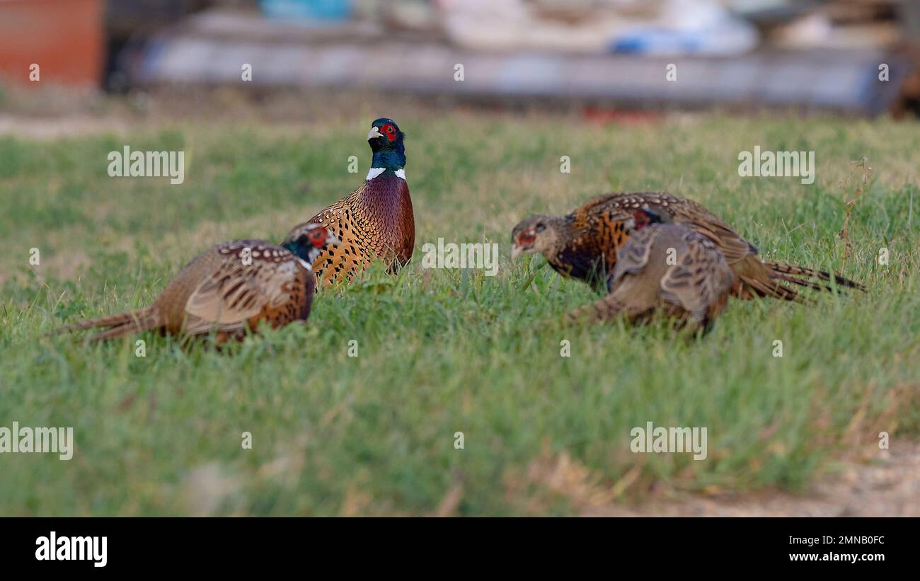 Ringneck Pheasants in North South Dakota