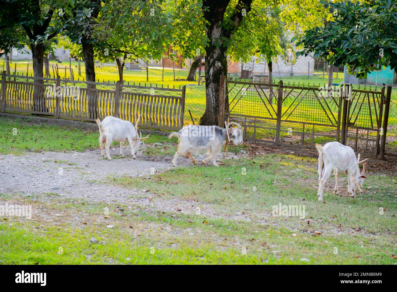 a herd of white goats grazing in a clearing by a fence Stock Photo - Alamy
