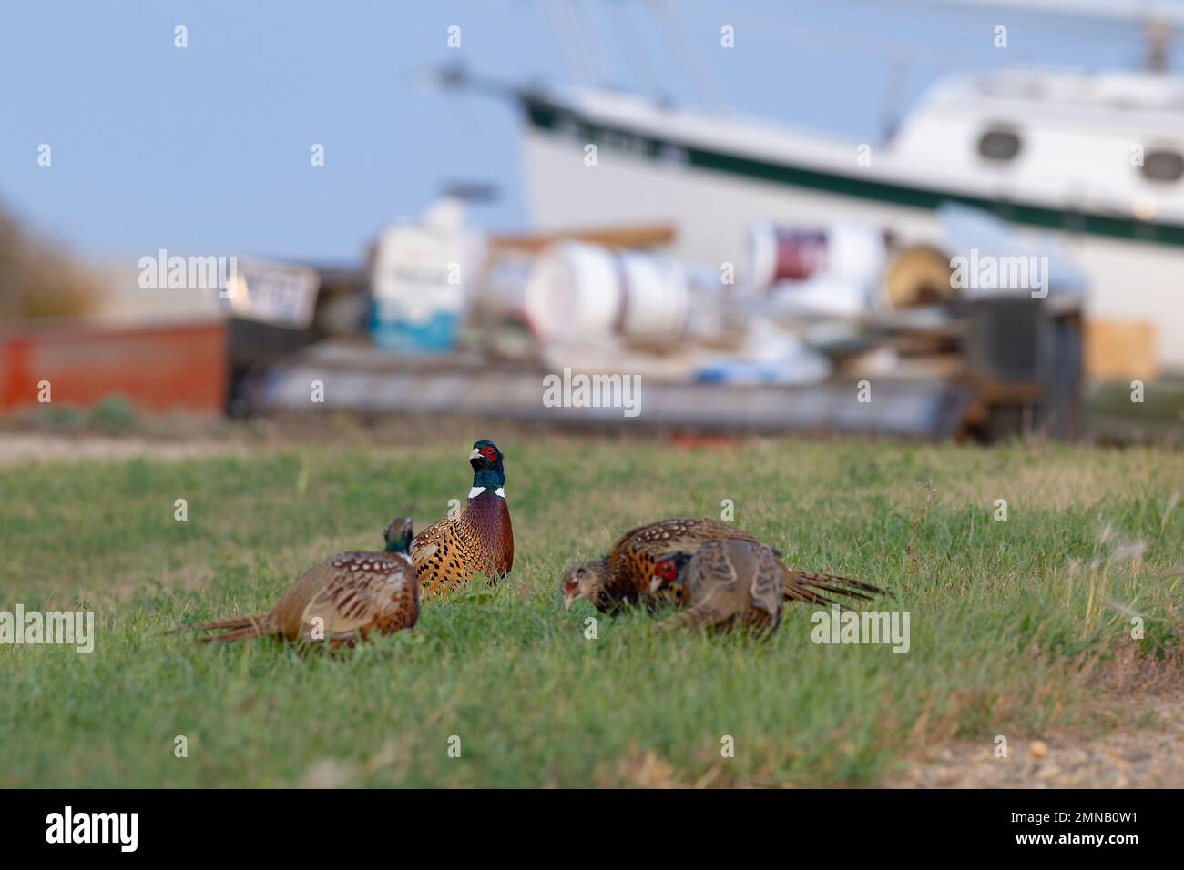 Ringneck Pheasants in North South Dakota