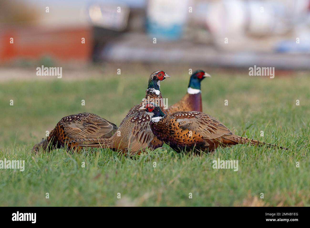 Ringneck Pheasants in North South Dakota Stock Photo Alamy