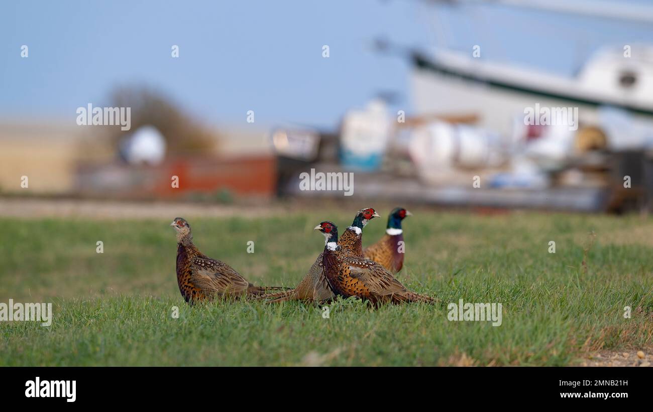 Ringneck Pheasants in North South Dakota