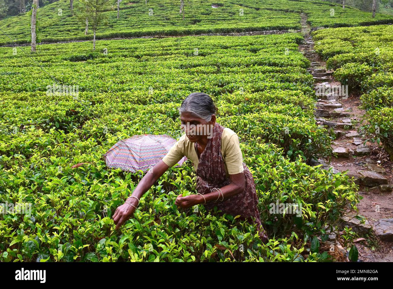 tea picking woman, Bluefield Tea Gardens, Bluefield Tea Factory, tea plant, Teepflanze, théier, Camellia sinensis, Nuwara Eliya, Srí Lanka, Asia Stock Photo
