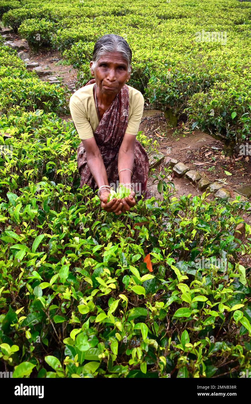 tea picking woman, Bluefield Tea Gardens, Bluefield Tea Factory, tea plant, Teepflanze, théier, Camellia sinensis, Nuwara Eliya, Srí Lanka, Asia Stock Photo