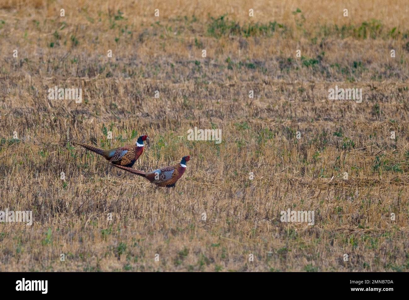 Ringneck Pheasants in North South Dakota