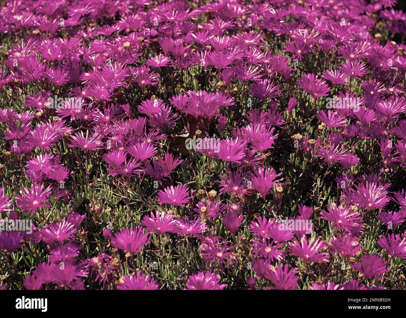 Delosperma cooperi. Purple ice plant. Trailing iceplant ground cover. Daisy-like iceplant flowers Stock Photo