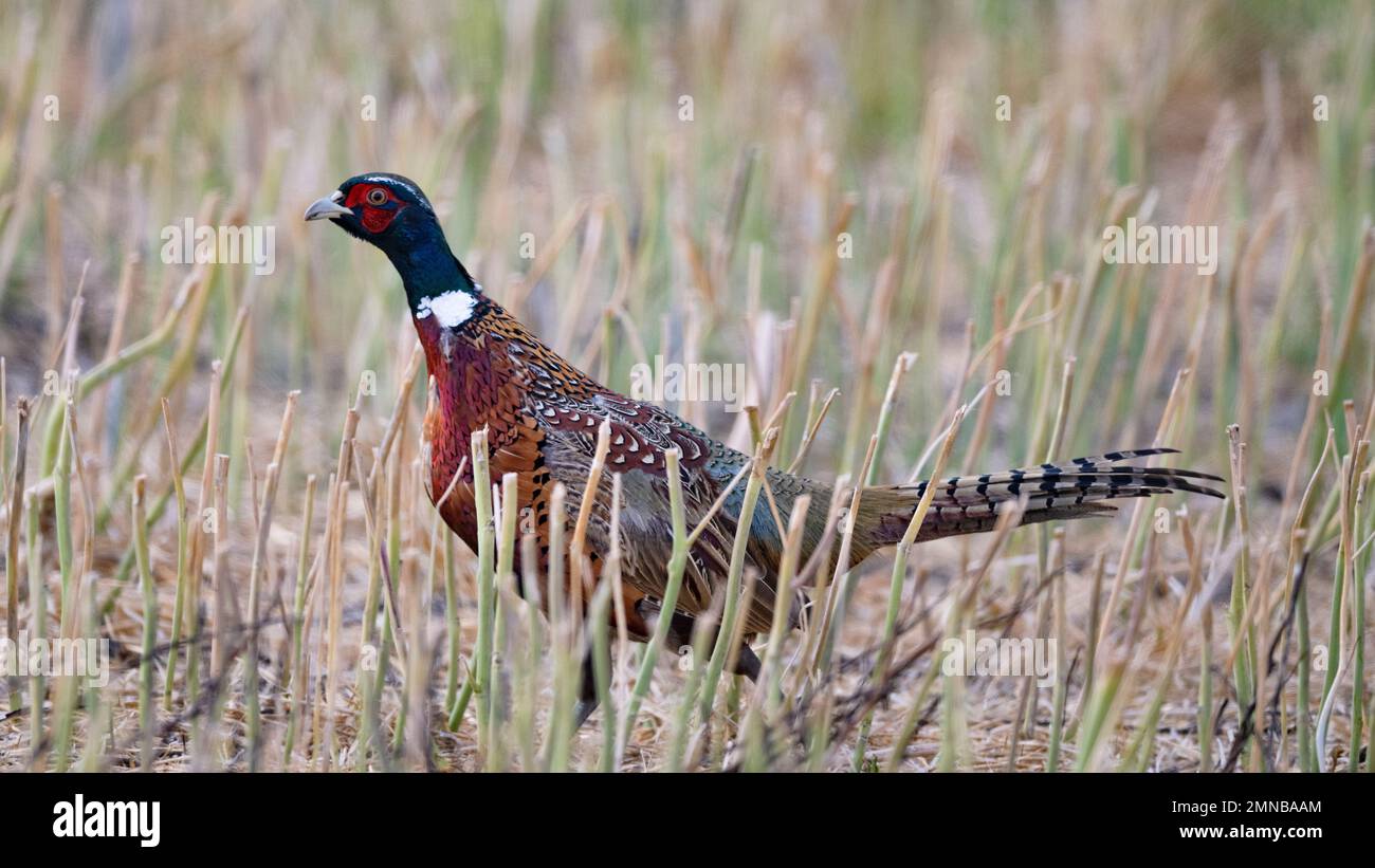 Ringneck Pheasants in North South Dakota Stock Photo Alamy