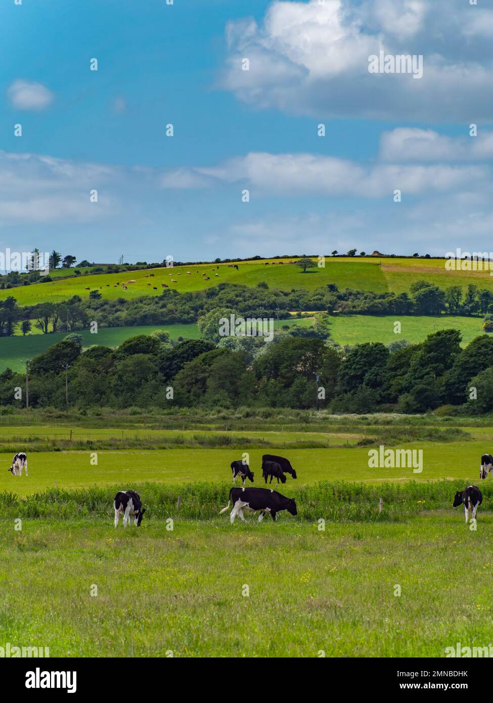 A cows graze on a meadow on a summer day. Hilly Irish agrarian ...