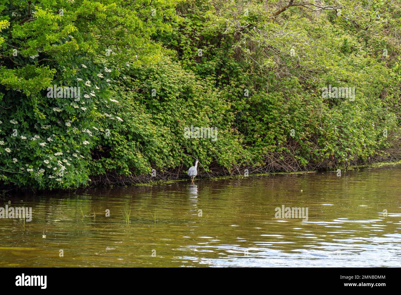 Swampy terrain and bird. The shores of the lake are overgrown with vegetation. Wildlife, landscape. A white bird on the water. Stock Photo