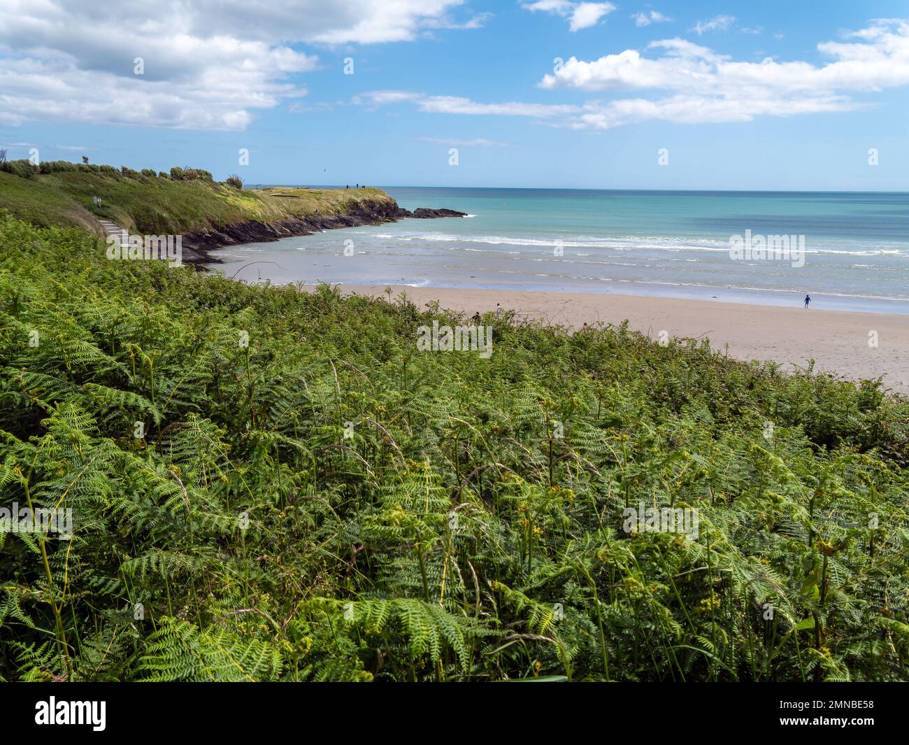 Dense vegetation on the shores of the Atlantic Ocean in Ireland on a fine day. Picturesque Irish seascape. Green plants near body of water Stock Photo