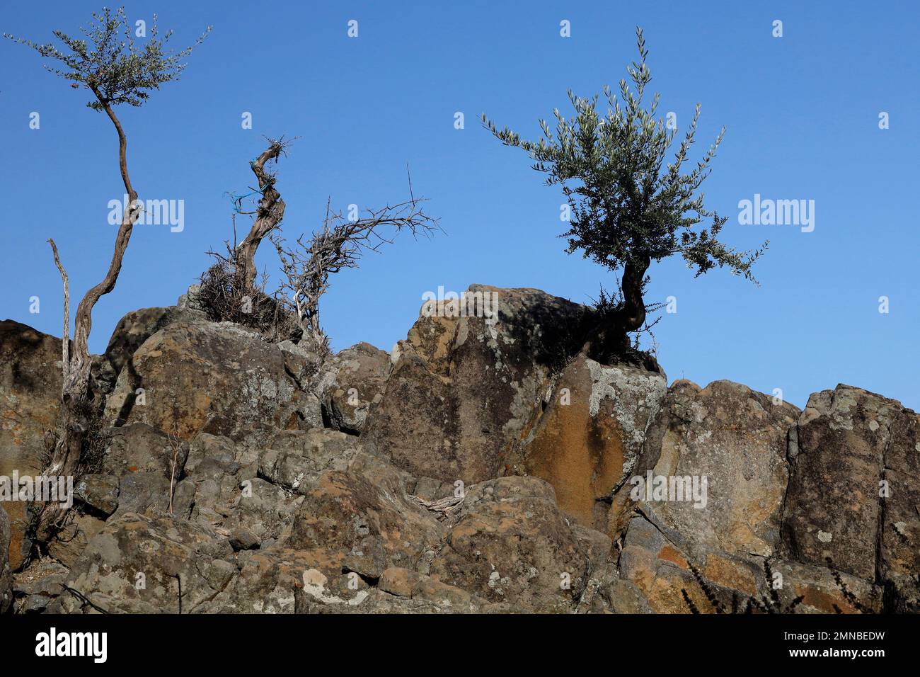 Trees against the skyline, growing between rocks. Lesbos island September / October 2022 Stock Photo