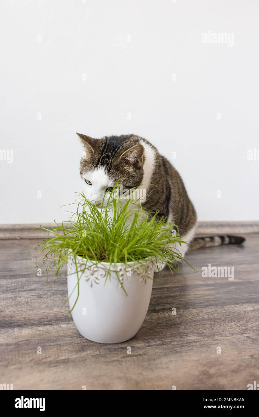 Domestic cat eat juicy green grass Cyperus alternifolius Zumula for cats in flower pot, Indoor cat health care concept Stock Photo