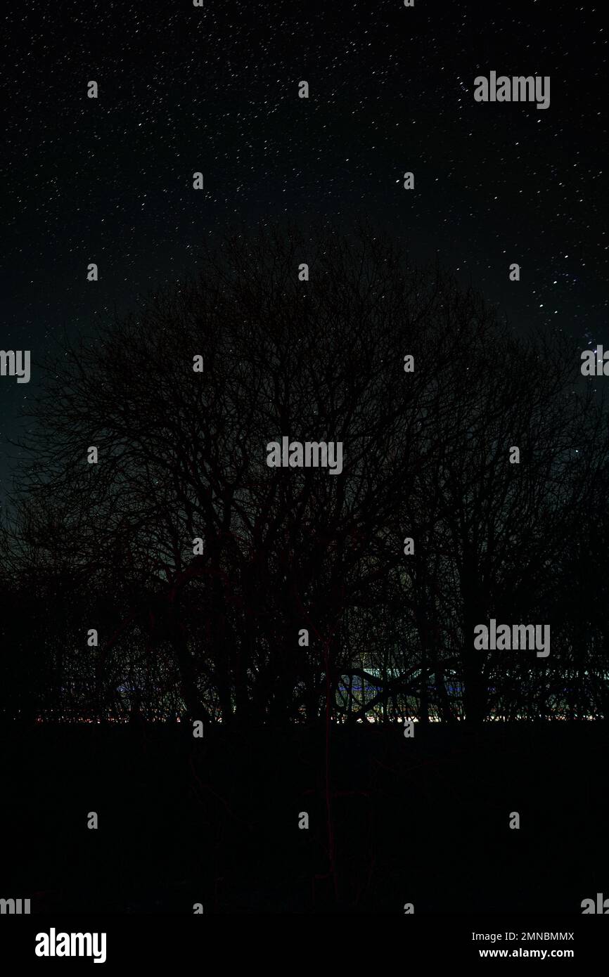 Night sky tree silhouette hi-res stock photography and images - Alamy