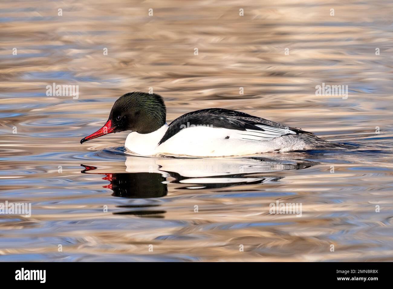 A Common Merganser drake with a pointy head crest lowers its head to take a drink of water. Viewed close up. Stock Photo