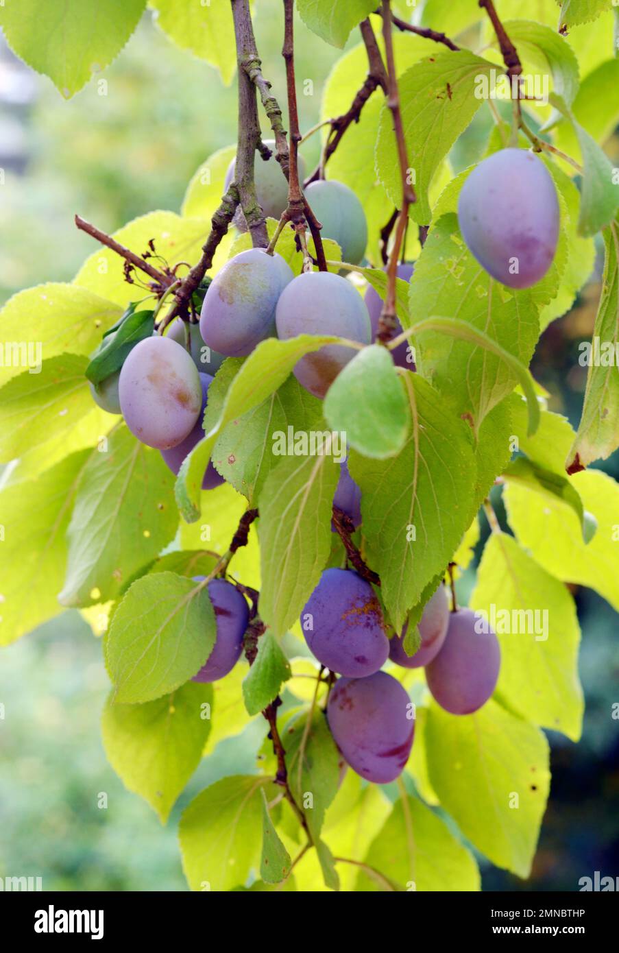 Blue plum fruits growing on a tree Stock Photo Alamy