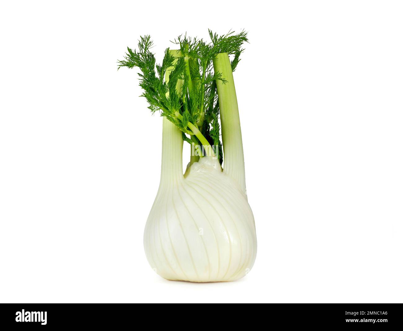 fresh fennel bulb, Foeniculum vulgare, isolated on white background