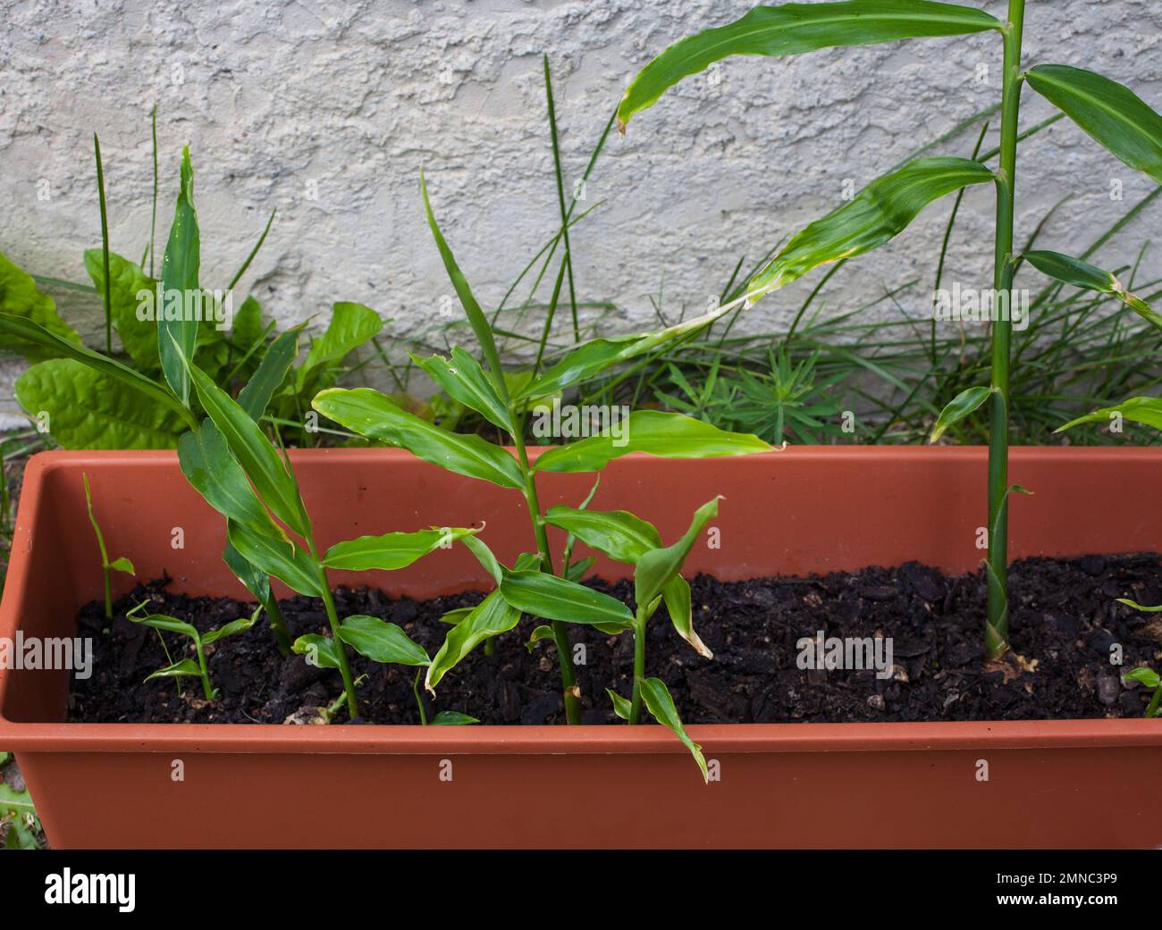 A Look at life in New Zealand Root Ginger Plants (Zingiber officinale