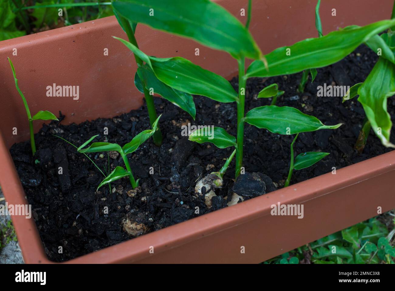 A Look at life in New Zealand Root Ginger Plants (Zingiber officinale