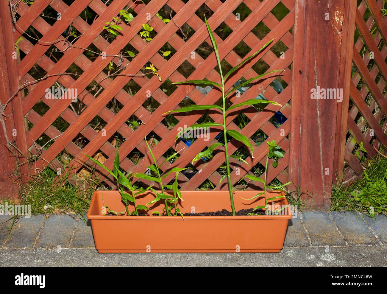A Look at life in New Zealand Root Ginger Plants (Zingiber officinale