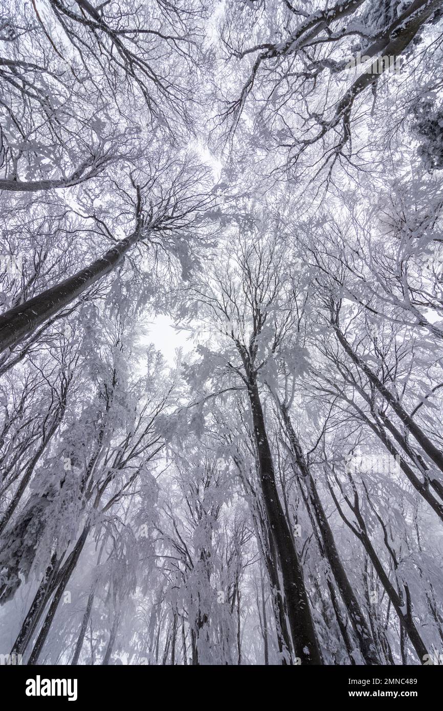 Brand-Laaben: snow on trees in Wienerwald (Vienna Woods) in Wienerwald, Vienna Woods, Niederösterreich, Lower Austria, Austria Stock Photo