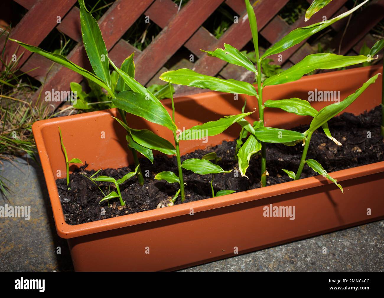 A Look at life in New Zealand Root Ginger Plants (Zingiber officinale