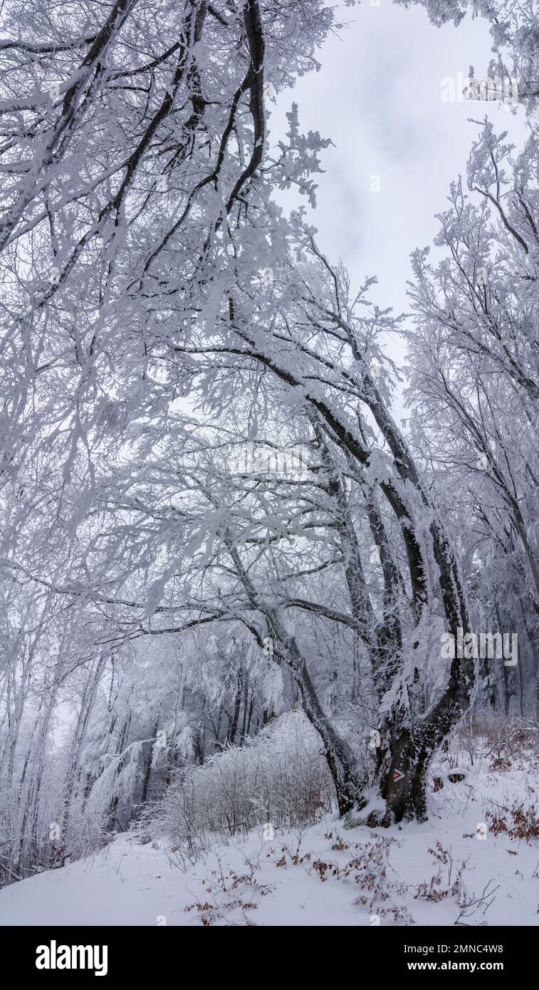 Brand-Laaben: snow on trees in Wienerwald (Vienna Woods) in Wienerwald, Vienna Woods, Niederösterreich, Lower Austria, Austria Stock Photo