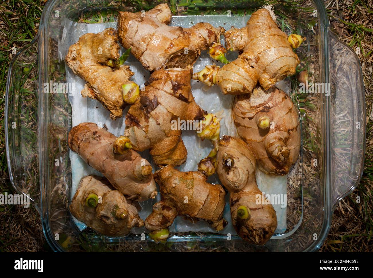 A Look at life in New Zealand Root Ginger Plants (Zingiber officinale