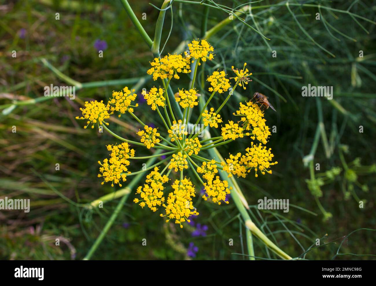 A Look at life in New Zealand: some of the wonderful herbs and veggies in my organic garden. Fennel( Foeniculum vulgare) in flower. Stock Photo